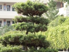 -伍隍中学