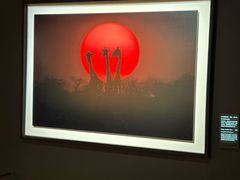 -罗红摄影艺术馆