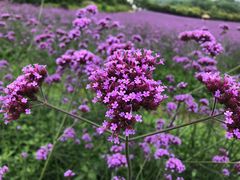 -紫颐香薰山谷景区