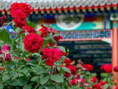 -西海子公园