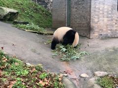 -都江堰中华大熊猫苑