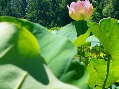 -莲花池公园