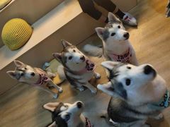 -Husky Go! 哈士奇体验馆·宠物咖啡厅狗咖