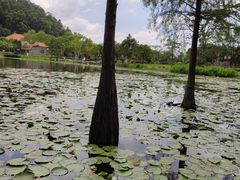 -顺峰山公园
