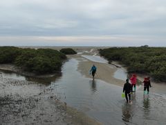 -北海金海湾红树林生态旅游区