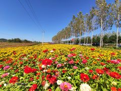 -莲花山花海