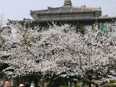 -武汉大学-樱园