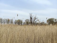 -野鸭湖国家湿地公园