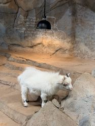 -Zoolung Zoolung动物主题公园(海信广场店)