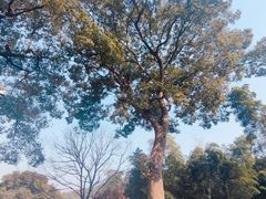 -上海佘山国家森林公园西佘山园