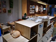 -藏猫猫咖啡主题馆(中央大道店)