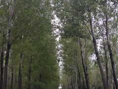 -东升八家郊野公园