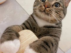 -Bastet sally猫舍购宠(静安店)