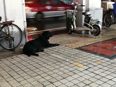 -椰爺爺·椰子冻砵仔糕