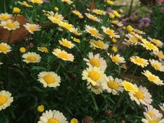 -祥源·阜阳生态乐园