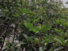 -故乡缘·香格里拉山庄(冷竹路店)