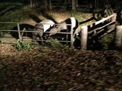 -清迈夜间动物园