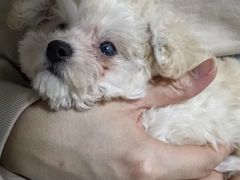 -翊宠yipet猫狗购宠庄园犬舍•猫舍