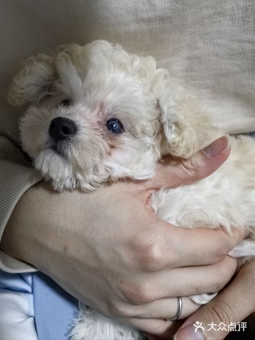 翊宠yipet猫狗购宠庄园犬舍•猫舍图片