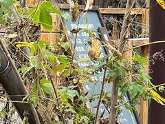 -水峪民俗村