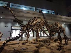 -自贡恐龙博物馆
