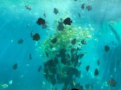 -瑞德姆美人鱼海底演艺主题餐厅(亚龙湾店)