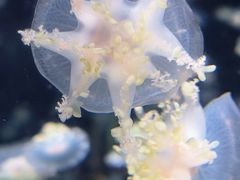 -太平洋海底世界