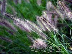 芦苇-两河城市森林公园