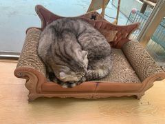 -猫咪派对(江南西店)