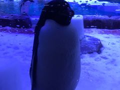 憨态可掬的小企鹅-上海海昌海洋公园