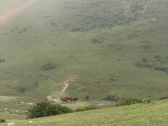 -大姆山草场