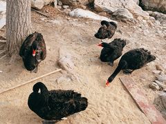 -天津东丽湖风景区