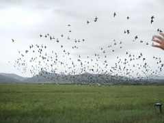 -敕勒川草原文化旅游区