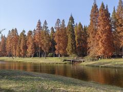 -黄海国家森林公园