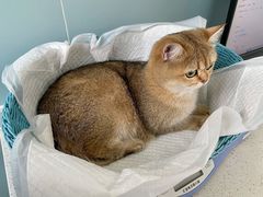 -纳吉亚猫专科动物医院·北北分院