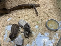 -上海大自然野生昆虫馆(东方明珠·爬宠昆虫探索中心)