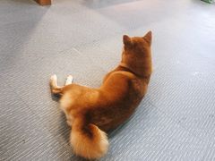 -柴源莊·柴小宠柴犬咖啡