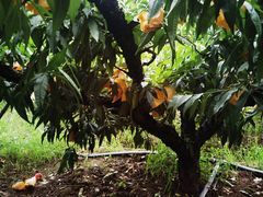 -老袁家蜜桃农场·阳山水蜜桃