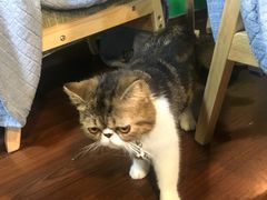 -李小姐の猫咖啡馆(五角场店)