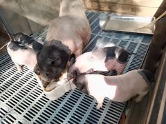 -北京鹿世界主题园