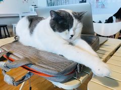-Cappucimeow猫咪咖啡馆(韦伯时代店)