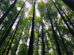 -山王坪喀斯特国家生态公园