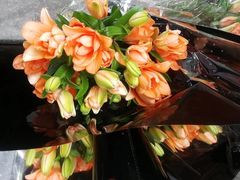 -循礼门鲜花花市(武汉循礼门店)