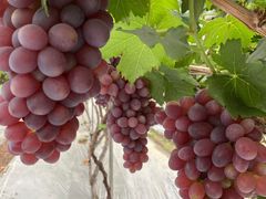 -金谷域澳洲庄园