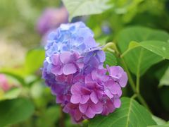 -上海滨江森林公园