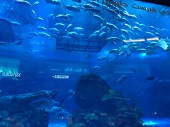 -迪拜水族馆及水下动物园