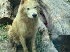 -大连森林动物园