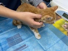 -关爱宠物医院·猫科中心·消化科(滨湖万达分院)