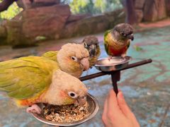 -西霞口神雕山野生动物世界