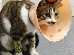 -伟伟宠物医院·CT影像中心·瑞派犬猫综合性门诊(汉口总院)
